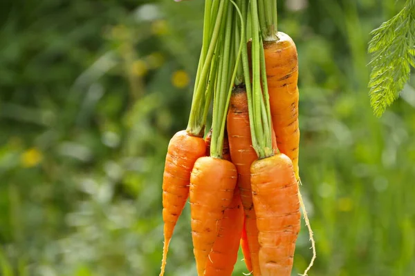 Свежая Морковка Руке Вершинами Зеленом Естественном Фоне — стоковое фото