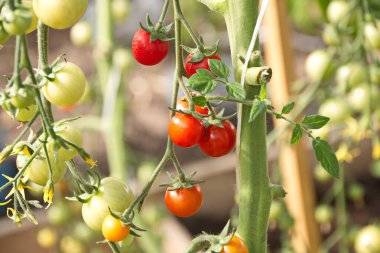 Melez vişneli domates F1 polikarbonat sera erken olgunlaşma tatlı çeşitleri kapalı bir alanda domates