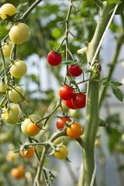 Melez vişneli domates F1 polikarbonat sera erken olgunlaşma tatlı çeşitleri kapalı bir alanda domates