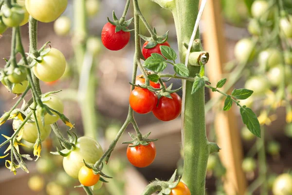 Hybrid Kirschtomate Einem Polycarbonat Gewächshaus Frühe Reifung Der Dessertsorten Tomate — Stockfoto