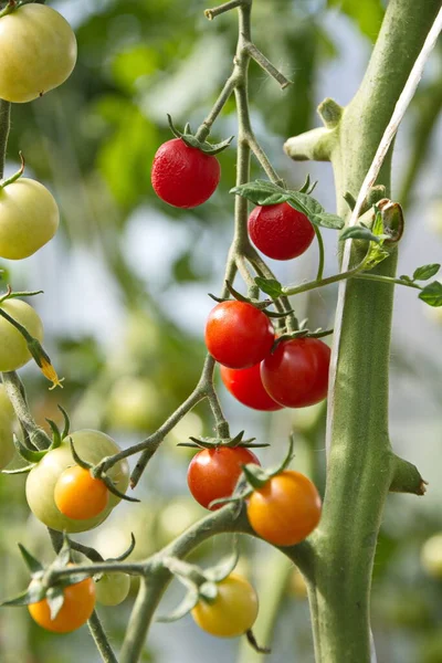 Hybrid Kirschtomate Einem Polycarbonat Gewächshaus Frühe Reifung Der Dessertsorten Tomate — Stockfoto