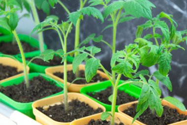 Açık renkli tencerede yeşil domates filizleniyor taze yeşillikler paketleniyor organik tarım yapılıyor.