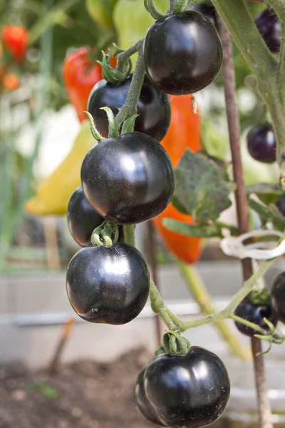 Tomaten Zemba Cocktail Sorte Gewächshaus Des Bauernhofs Exotische Farbe Dunkelviolett — Stockfoto