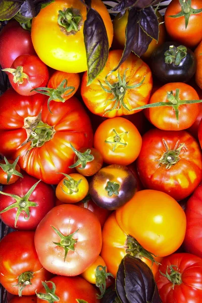 Bürsten Sie Frische Tomaten Verschiedenen Farben Aus Nächster Nähe Ernte — Stockfoto