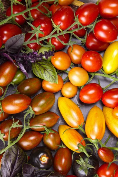 Escove Tomates Frescos Cores Diferentes Close Harvest Fazenda — Fotografia de Stock