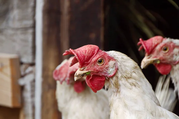Portrait of a free-range laying hen.Close-up of a farm Red bright crest beak with a blade of grass