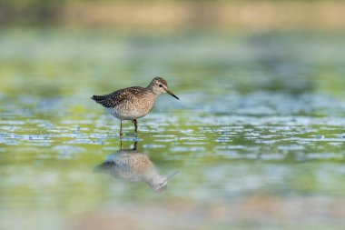 Wood Sandpiper (Tringa Glareola) ile güzel bir doğa sahnesi. Doğanın doğal ortamında çulluk (Tringa glareola). Vahşi yaşam sahnesi (Tringa Glareola)).