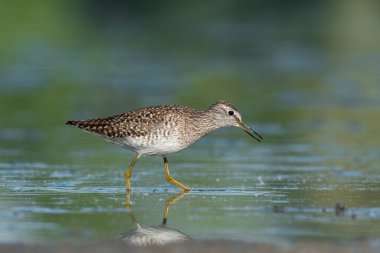 Wood Sandpiper (Tringa Glareola) ile güzel bir doğa sahnesi. Doğanın doğal ortamında çulluk (Tringa glareola). Vahşi yaşam sahnesi (Tringa Glareola)).