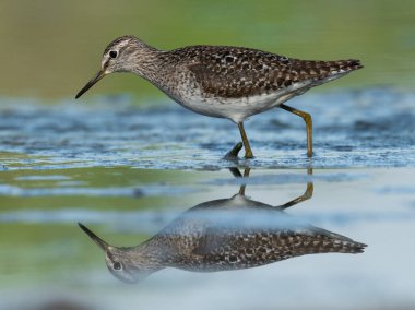 Wood Sandpiper (Tringa Glareola) ile güzel bir doğa sahnesi. Doğanın doğal ortamında çulluk (Tringa glareola). Vahşi yaşam sahnesi (Tringa Glareola)).