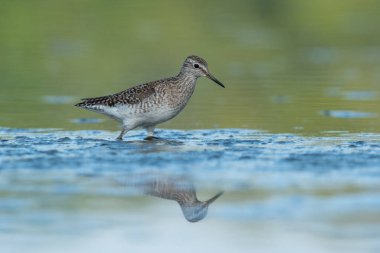 Wood Sandpiper (Tringa Glareola) ile güzel bir doğa sahnesi. Doğanın doğal ortamında çulluk (Tringa glareola). Vahşi yaşam sahnesi (Tringa Glareola)).