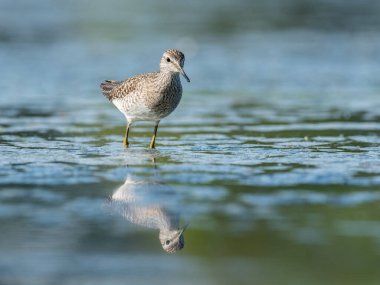 Wood Sandpiper (Tringa Glareola) ile güzel bir doğa sahnesi. Doğanın doğal ortamında çulluk (Tringa glareola). Vahşi yaşam sahnesi (Tringa Glareola)).