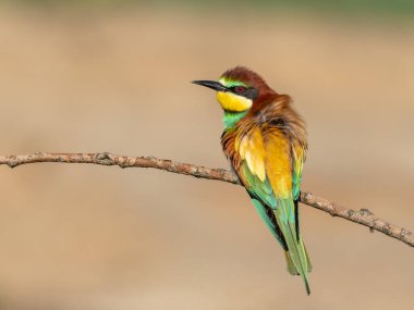 Avrupa arı yiyicisi (Merops apiaster) ile güzel bir doğa sahnesi. Avrupa arı yiyicisinin (Merops apiaster) dal üzerinde vahşi yaşam çekimi. Avrupa arı yiyici (Merops apiaster) doğa habitatında.