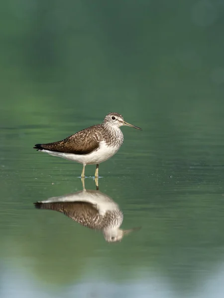 Gyönyörű Természet Jelenet Wood Sandpiper Tringa Glareola Fahomokpiper Tringa Glareola — Stock Fotó