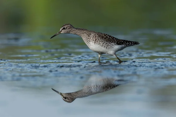 Gyönyörű Természet Jelenet Wood Sandpiper Tringa Glareola Fahomokpiper Tringa Glareola — Stock Fotó