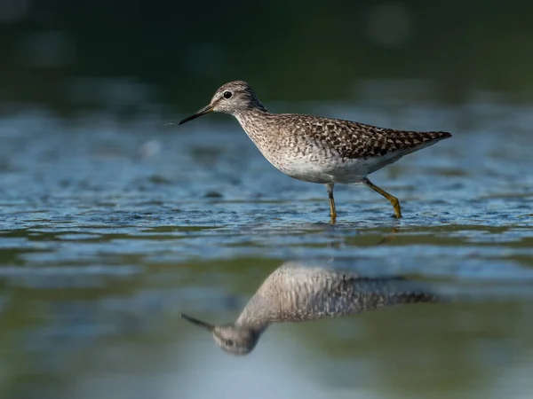 Bella Scena Naturalistica Con Wood Sandpiper Tringa Glareola Sandpiper Legno — Foto Stock