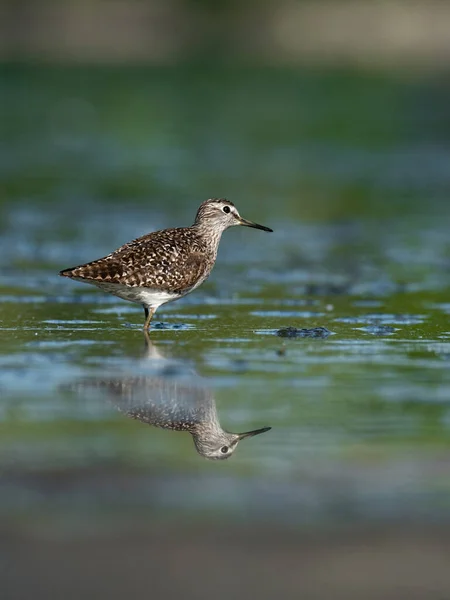 Bela Cena Natureza Com Arenito Madeira Tringa Glareola Sandpiper Madeira — Fotografia de Stock