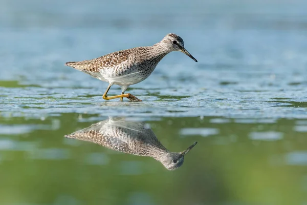 Gyönyörű Természet Jelenet Wood Sandpiper Tringa Glareola Fahomokpiper Tringa Glareola — Stock Fotó