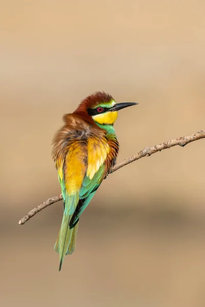 Merops Apiaster 의아름다운 동물들은 나뭇가지에 Merops Apiaster 사진을 찍었다 서식지에서 — 스톡 사진