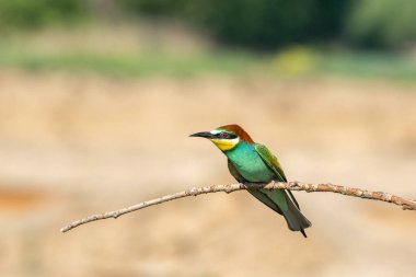 Avrupa arı yiyicisi (Merops apiaster) ile güzel bir doğa sahnesi. Avrupa arı yiyicisinin (Merops apiaster) dal üzerinde vahşi yaşam çekimi. Avrupa arı yiyici (Merops apiaster) doğa habitatında.