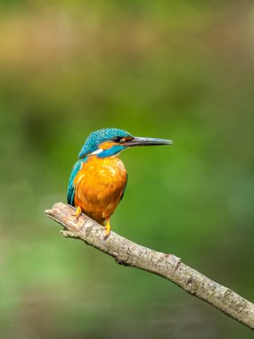 Ortak Kingfisher (Alcedo at this) ile güzel bir doğa sahnesi. Dalda 