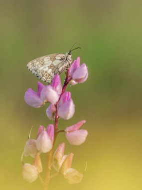 Kelebek beyazı (Melanargia galaksisi) ile güzel bir doğa sahnesi. Kelebeğin Macro karesi, çiçeğin üzerinde bembeyaz (Melanargia galaksisi).