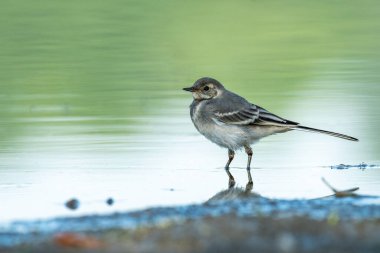 Sallanan kuyruklu güzel doğa sahnesi (Motacilla alba). (Motacilla alba 'nın vahşi yaşam çekimi)).