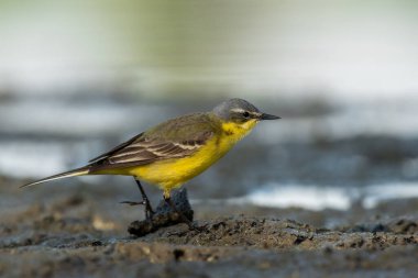 Wagtail (Motacilla Cinerea) ile güzel bir doğa sahnesi. Wagtail 'in Vahşi Yaşam Çekimi (Motacilla Cinerea).