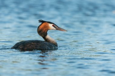 Great Crested Grebe (Podiceps Kristali) ile güzel bir doğa sahnesi. Doğa habitatında Büyük Armalı Yunus (Podiceps kristali).