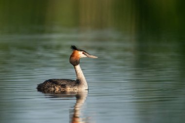 Great Crested Grebe (Podiceps Kristali) ile güzel bir doğa sahnesi. Doğa habitatında Büyük Armalı Yunus (Podiceps kristali).