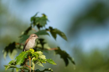 Kırmızı sırtlı Shrike (Lanius collurio) ile güzel bir doğa sahnesi. Kırmızı sırtlı Shrike (Lanius collurio) doğal ortamında. Kırmızı sırtlı Shrike 'ın (Lanius collurio) dala vuruşu.