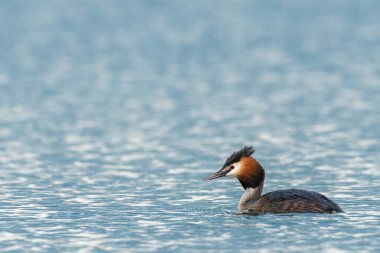 Great Crested Grebe (Podiceps Kristali) ile güzel bir doğa sahnesi. Doğa habitatında Büyük Armalı Yunus (Podiceps kristali).