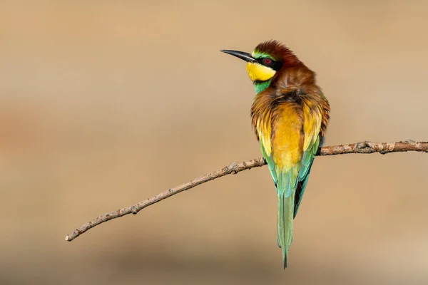 Bela Cena Natureza Com Abelha Comedor Europeu Merops Apiaster Tiro — Fotografia de Stock