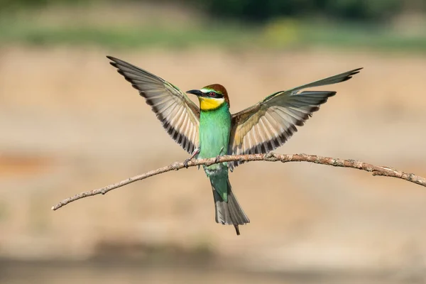 Krásná Přírodní Scéna Evropským Včelařem Merops Apiaster Divoká Zvěř Evropských — Stock fotografie