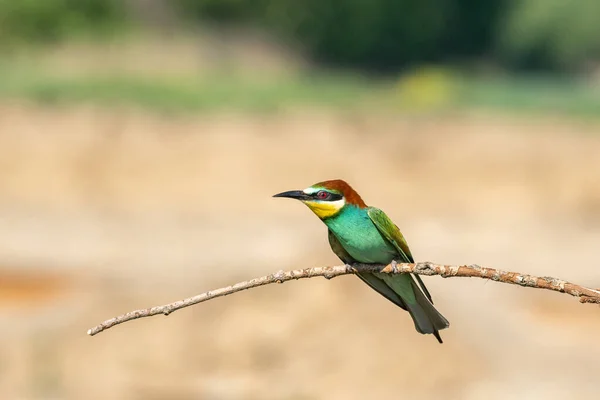 Krásná Přírodní Scéna Evropským Včelařem Merops Apiaster Divoká Zvěř Evropských — Stock fotografie