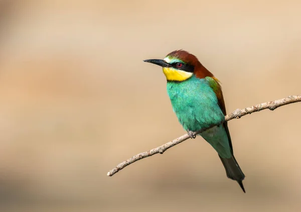 Bela Cena Natureza Com Abelha Comedor Europeu Merops Apiaster Tiro — Fotografia de Stock