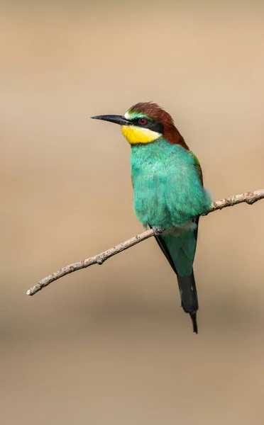 Bela Cena Natureza Com Abelha Comedor Europeu Merops Apiaster Tiro — Fotografia de Stock