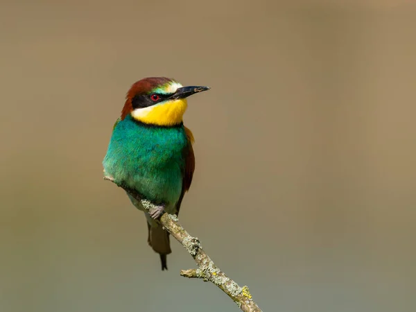 Прекрасна Природа Сцени Європейським Бджолоїдом Merops Apiaster Дикій Природі Гілці — стокове фото