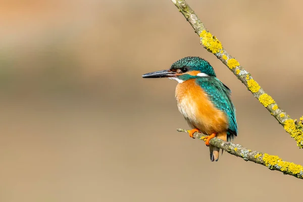 Hermosa Escena Naturaleza Con Martín Pescador Común Alcedo Atthis Vida — Foto de Stock