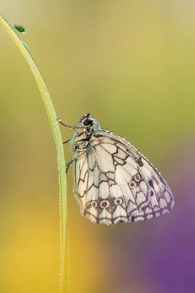 Gyönyörű Természet Jelenet Pillangó Márvány Fehér Melanargia Galathea Makró Lövés — Stock Fotó