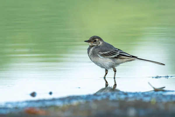 Gyönyörű Természet Jelenet Wagtail Motacilla Alba Vaddisznófarkú Tőkehal Motacilla Alba — Stock Fotó