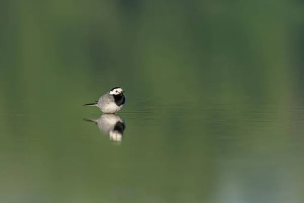 Мбаппе Motacilla Alba Снимок Дикой Хвои Motacilla Alba — стоковое фото