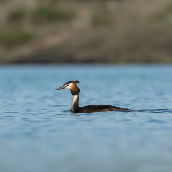 Сцена Природы Большой Хохлатой Гребешкой Podiceps Cristus Большая Хрустящая Седина — стоковое фото