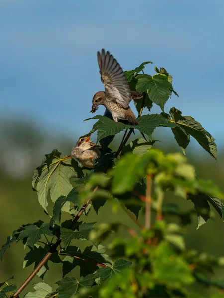 Beautiful nature scene with Red-backed Shrike (Lanius collurio). Red-backed Shrike (Lanius collurio) in the nature habitat. Wildlife shot of Red-backed Shrike (Lanius collurio) on the branch.