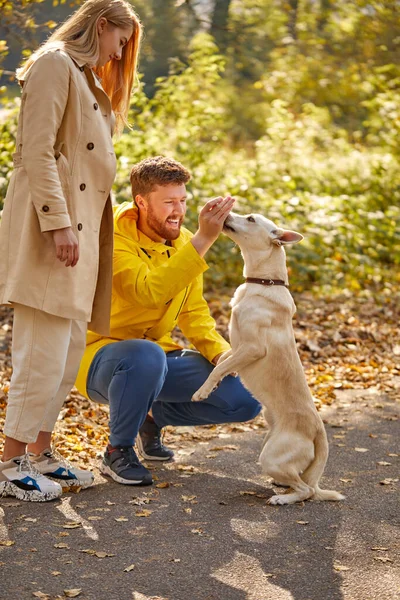 森の中の優しい白いペットの犬と遊ぶ男と女 — ストック写真