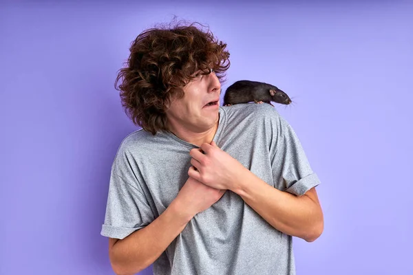 一只好奇的灰色老鼠爬在一个男人的肩上 — 图库照片