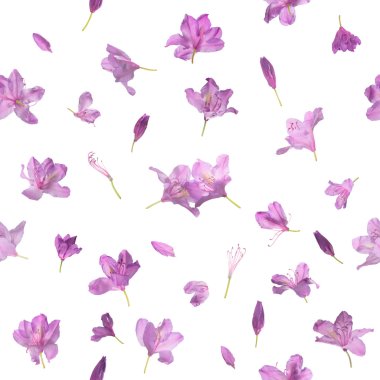 Sorunsuz ormangülü çiçekleri