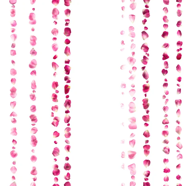 Pink Rose Petals Lines — Stock Photo, Image