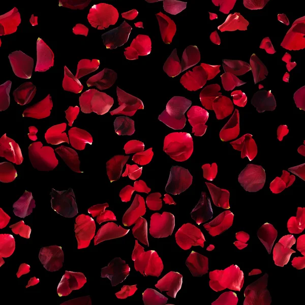 검정에 빨간 장미 꽃잎 텍스처 — 스톡 사진