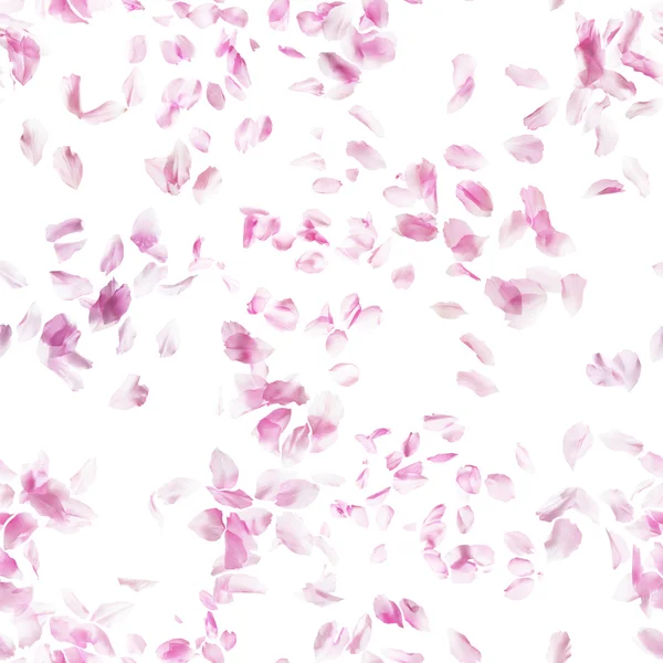 Roze bloesem bloemblaadjes patroon — Stockfoto