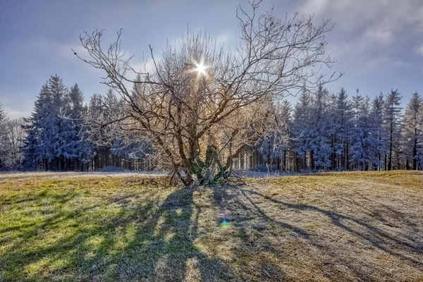 Árbol Silvestre Frente Bosque Congelado Las Vacaciones Invierno Valle Simonswald — Foto de Stock